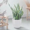 My City Plants Low Light Plants Sansevieria Classico - White
