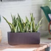 My City Plants Medium/Small Plants 1' - 2' Sansevieria Balconera Cottage - Mocha