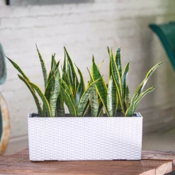 My City Plants Sansevieria Balconera Cottage - White