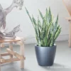 My City Plants Sansevieria Classico Charcoal Metallic