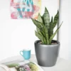 My City Plants Medium/Small Plants 1' - 2' Sansevieria Classico Mini Charcoal Metallic 2 My City Plants Medium/Small Plants 1' - 2' Sansevieria Classico Mini Charcoal Metallic