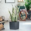 My City Plants Large Plants 3' - 5' Sansevieria Cube Cottage - Granite