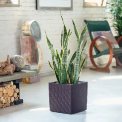 My City Plants Sansevieria Cube Cottage - Mocha Large Plants 3' - 5'