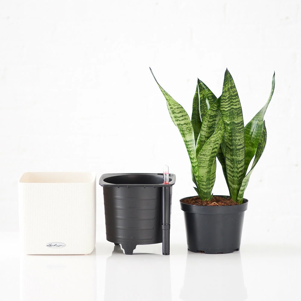 My City Plants Medium/Small Plants 1' - 2' Sansevieria Cube 16 - White 4 My City Plants Medium/Small Plants 1' - 2' Sansevieria Cube 16 - White