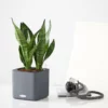 My City Plants Sansevieria Cube 16 - Slate