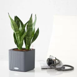 My City Plants Sansevieria Cube 16 - Slate