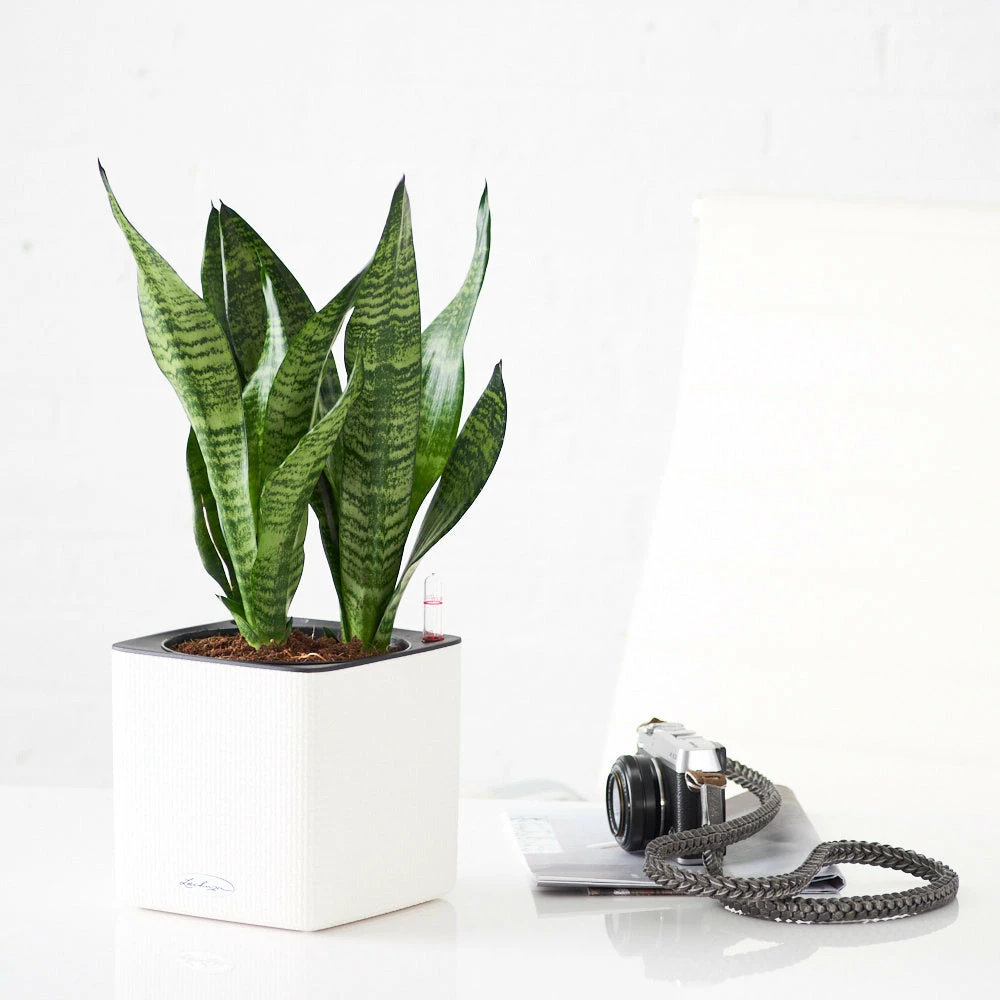 My City Plants Medium/Small Plants 1' - 2' Sansevieria Cube 16 - White 3 My City Plants Medium/Small Plants 1' - 2' Sansevieria Cube 16 - White
