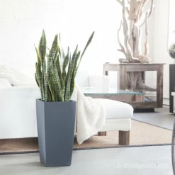 My City Plants Large Plants 3' - 5' Sansevieria Cubico Slate