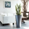 My City Plants Sansevieria Delta - Charcoal Metallic 2 My City Plants Sansevieria Delta - Charcoal Metallic