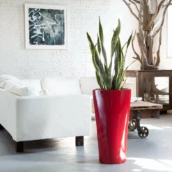 My City Plants Low Light Plants Sansevieria Delta - Red