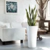 My City Plants Sansevieria Delta White 1 My City Plants Sansevieria Delta White