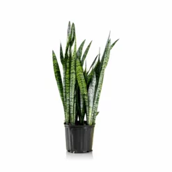 My City Plants Sansevieria In 10" Nursery Pot