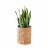 My City Plants Sansevieria Trendcover 23 - Dark Cork Medium/Small Plants 1' - 2' 1 My City Plants Sansevieria Trendcover 23 - Dark Cork Medium/Small Plants 1' - 2'