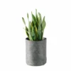 My City Plants Sansevieria Trendcover 23 - Dark Gray
