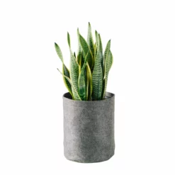 My City Plants Sansevieria Trendcover 23 - Dark Gray