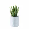 My City Plants Sansevieria Trendcover 23 - Light Gray Medium/Small Plants 1' - 2'
