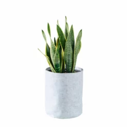 My City Plants Sansevieria Trendcover 23 - Light Gray Medium/Small Plants 1' - 2'