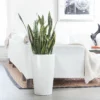 My City Plants Sansevieria Rondo White