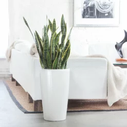 My City Plants Sansevieria Rondo White