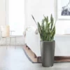 My City Plants Large Plants 3' - 5' Sansevieria Rondo Charcoal Metallic