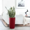 My City Plants Large Plants 3' - 5' Sansevieria Rondo Red