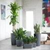 My City Plants Low Light Plants Startup Bundle Charcoal Metallic