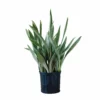 My City Plants Sansevieria Sayuri In 10" Nursery Pot Large Plants 3' - 5' 1 My City Plants Sansevieria Sayuri In 10" Nursery Pot Large Plants 3' - 5'