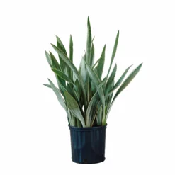 My City Plants Sansevieria Sayuri In 10" Nursery Pot Large Plants 3' - 5'