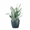 My City Plants Sansevieria Sayuri Classico - Charcoal Metallic