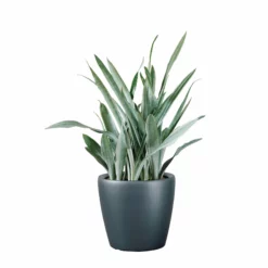My City Plants Sansevieria Sayuri Classico - Charcoal Metallic