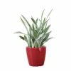 My City Plants Large Plants 3' - 5' Sansevieria Sayuri Classico - Red 2 My City Plants Large Plants 3' - 5' Sansevieria Sayuri Classico - Red