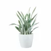 My City Plants Sansevieria Sayuri Classico - White Large Plants 3' - 5'