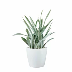 My City Plants Sansevieria Sayuri Classico - White Large Plants 3' - 5'