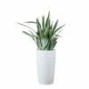 My City Plants Sansevieria Sayuri Rondo - White Large Plants 3' - 5'