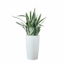 My City Plants Sansevieria Sayuri Rondo - White Large Plants 3' - 5'