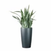 My City Plants Sansevieria Sayuri Rondo - Charcoal Metallic