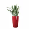 My City Plants Sansevieria Sayuri Rondo - Red