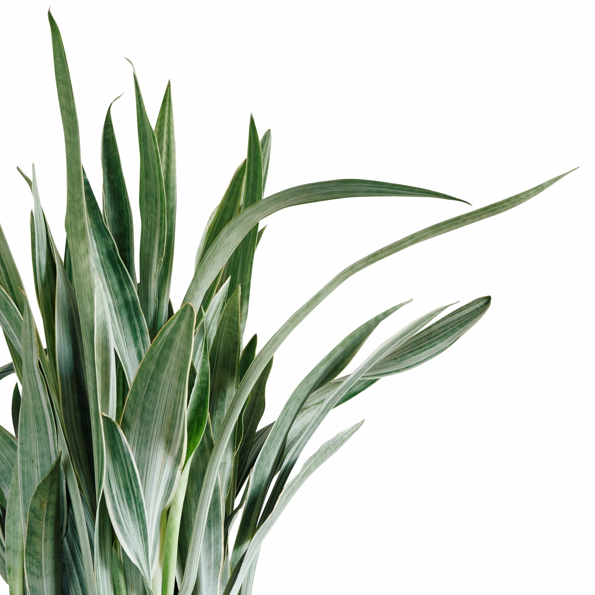 My City Plants Sansevieria Sayuri Classico - White Large Plants 3' - 5' 4 My City Plants Sansevieria Sayuri Classico - White Large Plants 3' - 5'