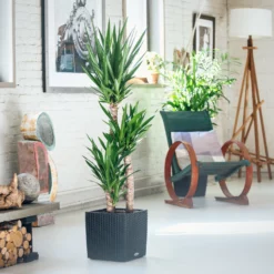 My City Plants Yucca Plant Cube Cottage - Granite