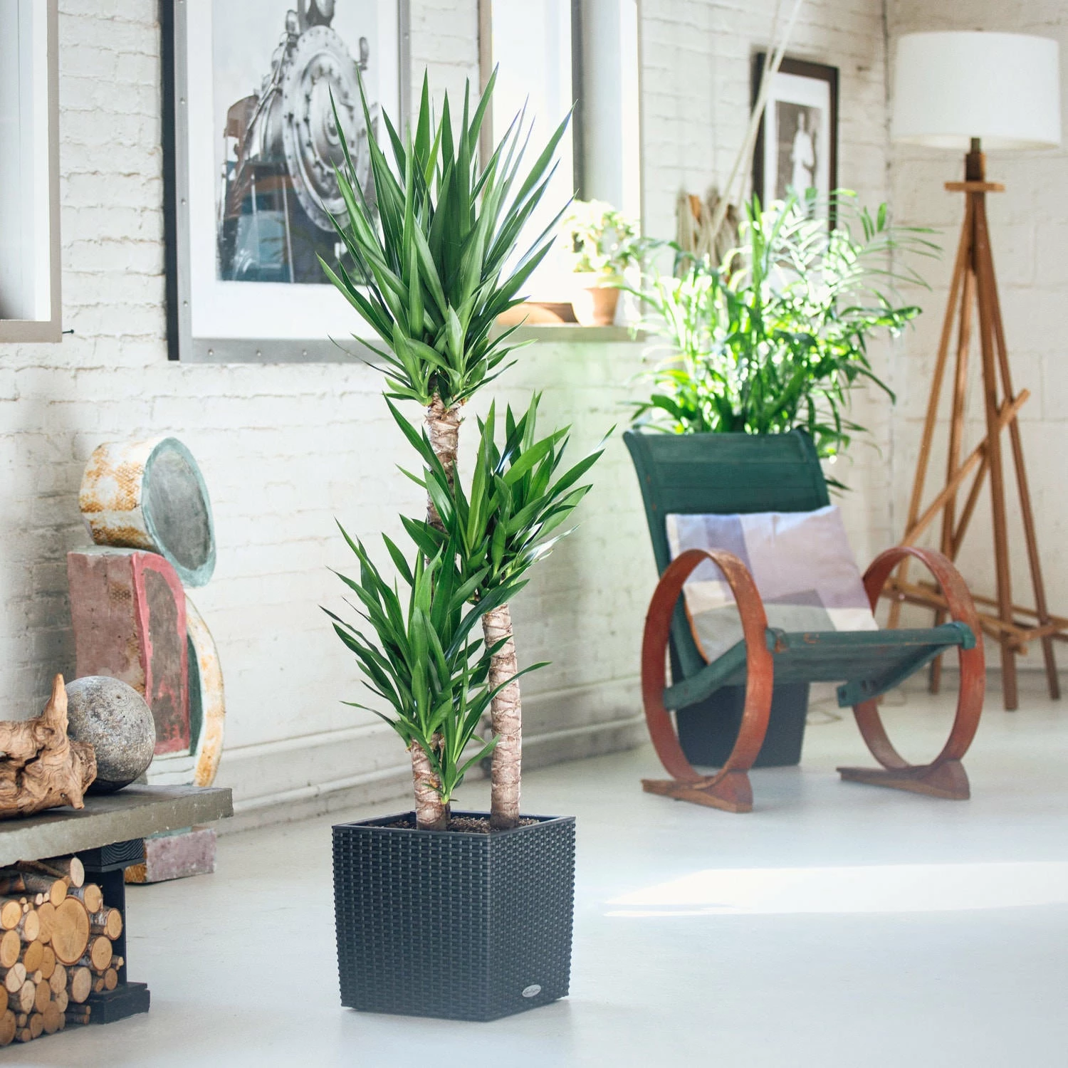 My City Plants Yucca Plant Cube Cottage - Granite 3 My City Plants Yucca Plant Cube Cottage - Granite