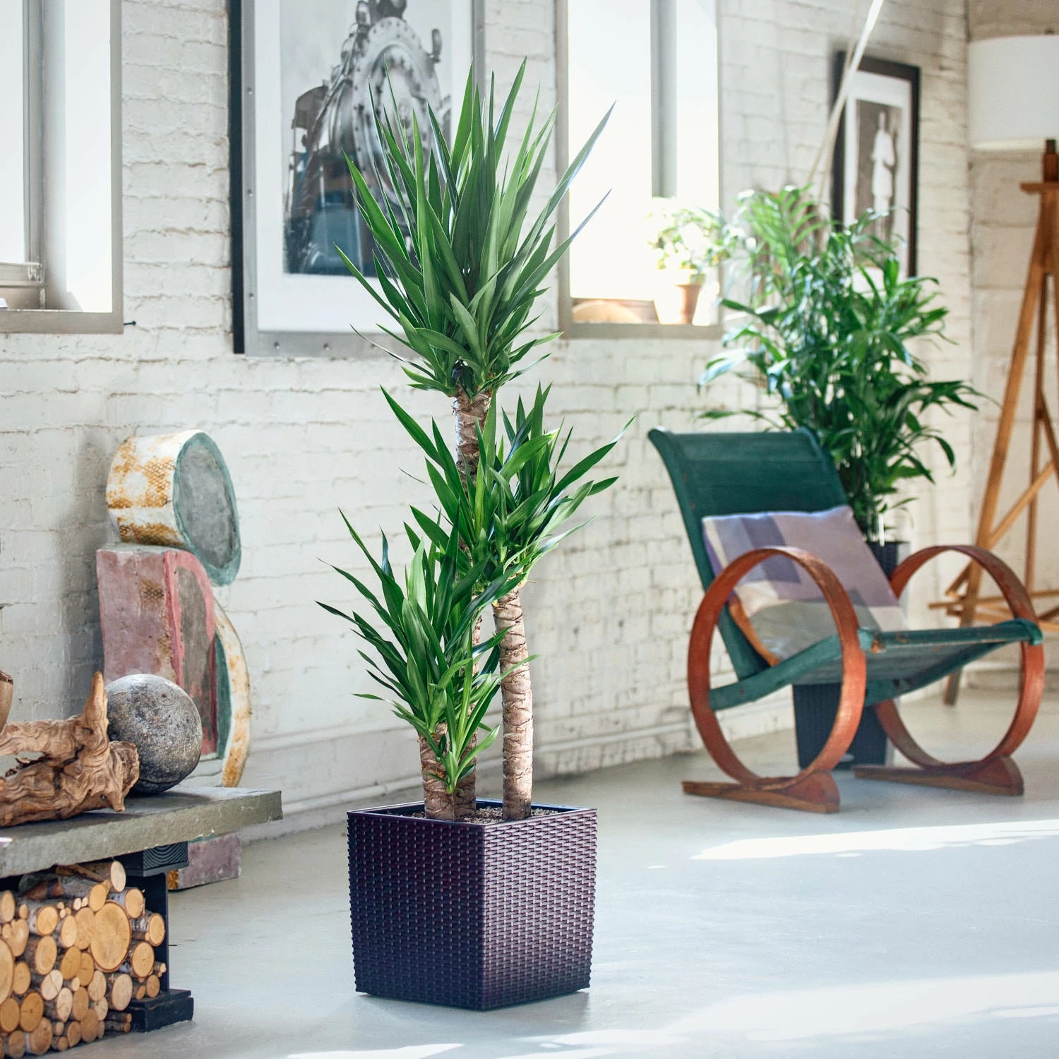 My City Plants Yucca Plant Cube Cottage - Mocha Large Plants 3' - 5' 3 My City Plants Yucca Plant Cube Cottage - Mocha Large Plants 3' - 5'