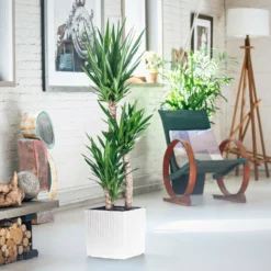 My City Plants Yucca Plant Cube Cottage - White