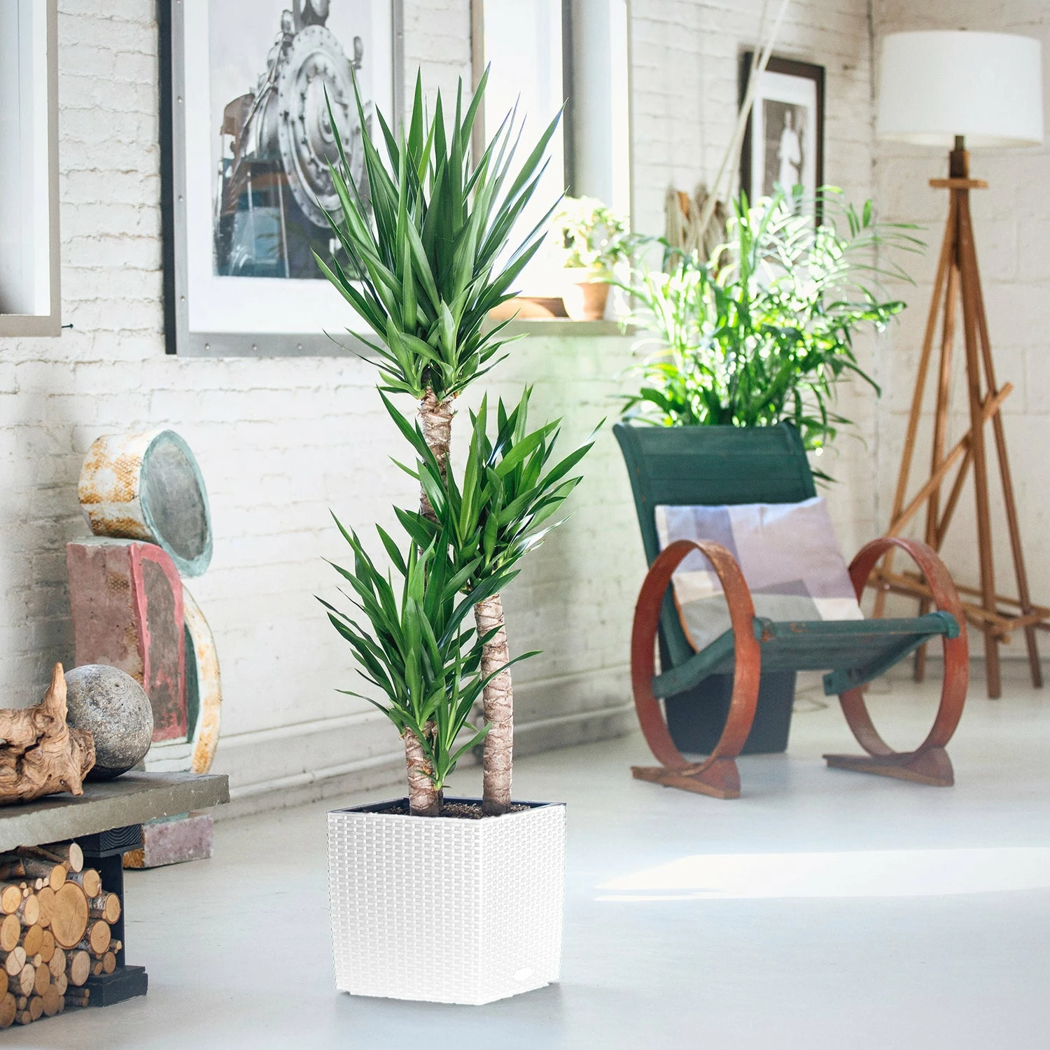 My City Plants Yucca Plant Cube Cottage - White 3 My City Plants Yucca Plant Cube Cottage - White