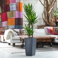My City Plants Yucca Plant Cubico - Slate
