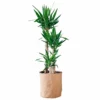 My City Plants Yucca Plant Trendcover 32 - Dark Cork