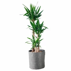 My City Plants Yucca Plant Trendcover 32 - Dark Gray Large Plants 3' - 5'