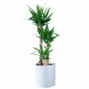 My City Plants Yucca Plant Trendcover 32 - Light Gray