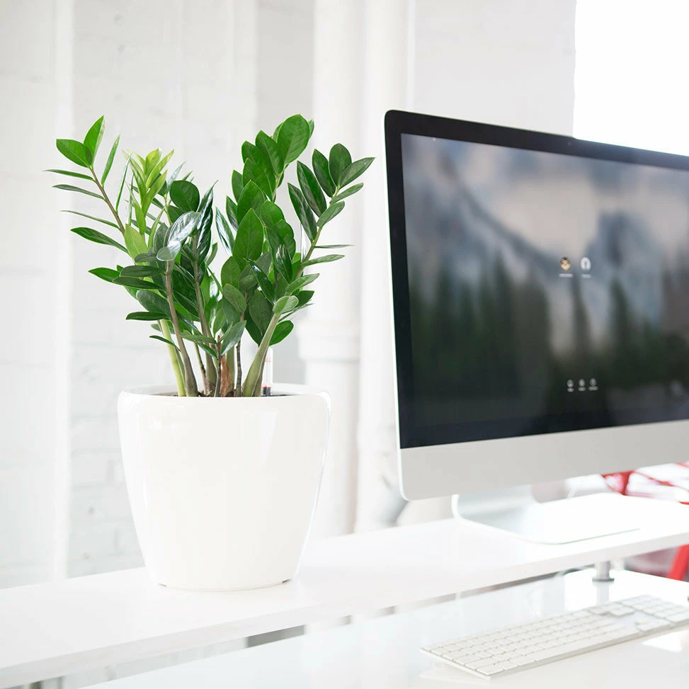 My City Plants ZZ Plant Classico Mini White 3 My City Plants ZZ Plant Classico Mini White