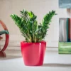 My City Plants ZZ Plant Classico Red