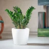 My City Plants ZZ Plant Classico - White